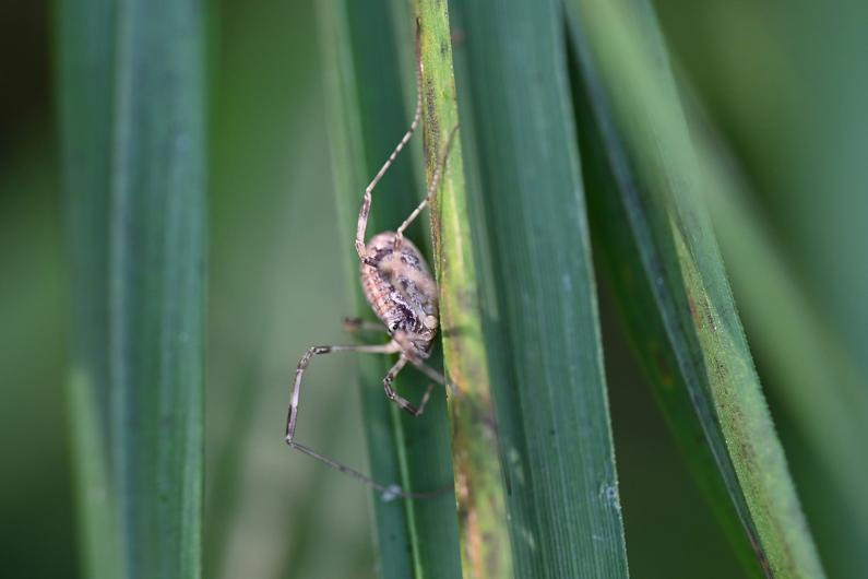 Opilio saxatilis, September 2024.