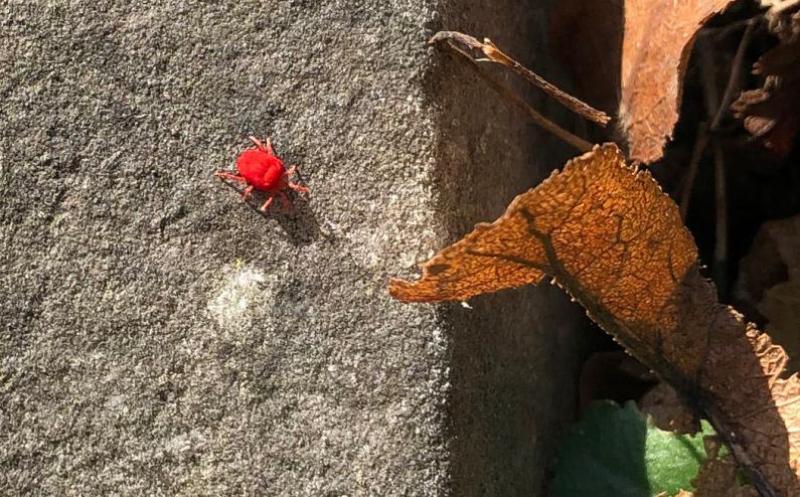 Red Velvet Mites are common and widespread in Britain and can usually be found in leaf litter.