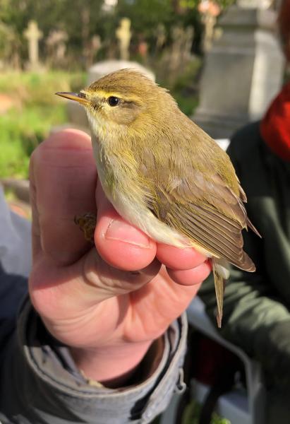 This Chiffchaff is about to be released, having been ringed in Heene Cemetery on March 15th 2021.
