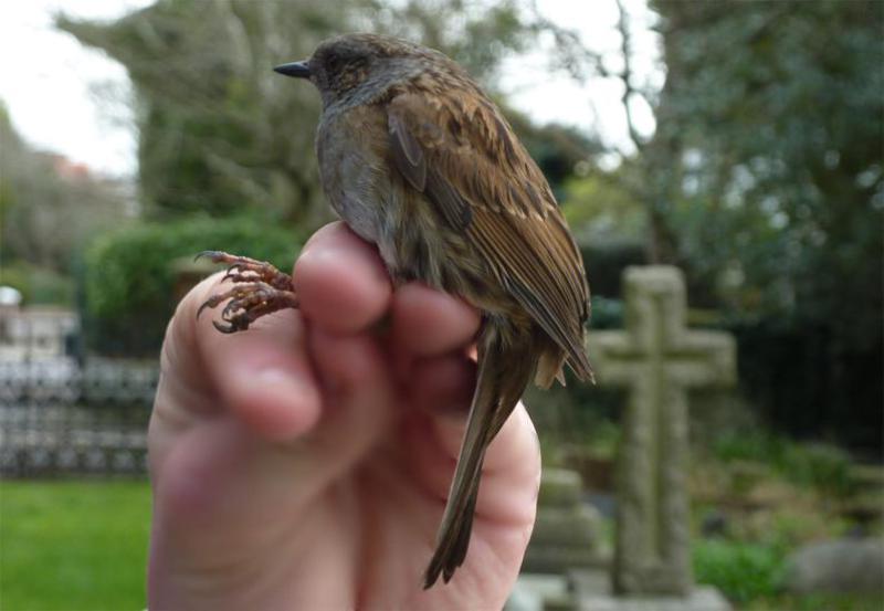 This Dunnock is about to be released, having been ringed in Heene Cemetery on March 15th 2021.