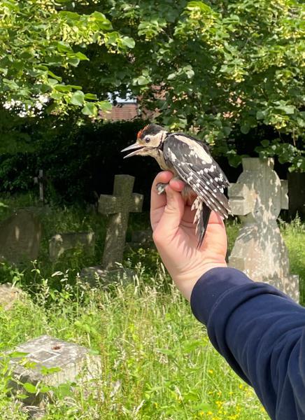 The Great Spotted Woodpecker is about the size of a starling.