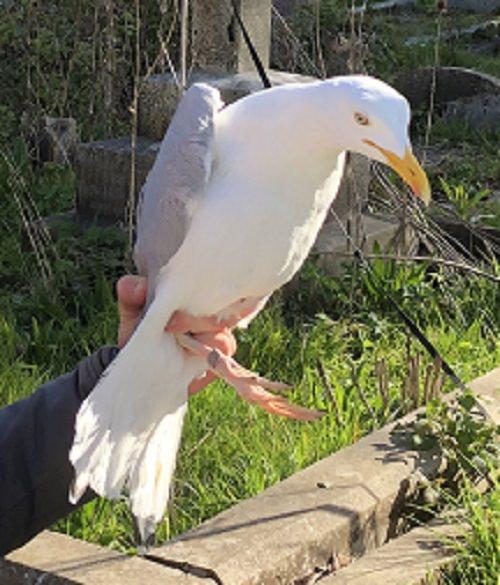 Although 130,000 pairs of Herring Gull were recorded in 2016, their UK conservation status is RED.