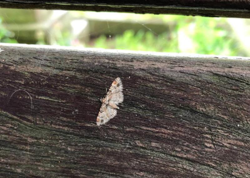 The Double-striped Pug is a common resident moth, often mistaken for a butterfly.