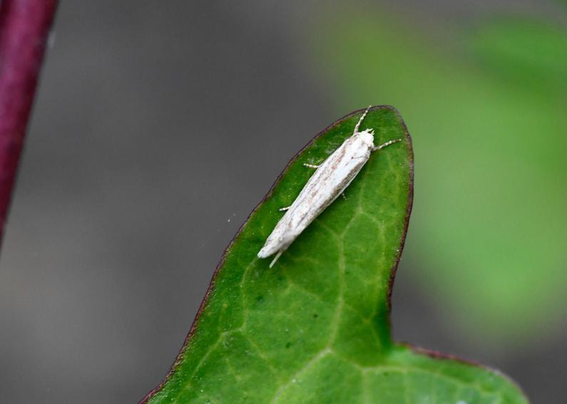 This pale white-grey grass moth has red, buff or grey speckles and is about 3mm long.