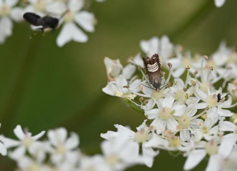 The moth is found in grassy habitats. They fly during the day between May and June - and again in August.