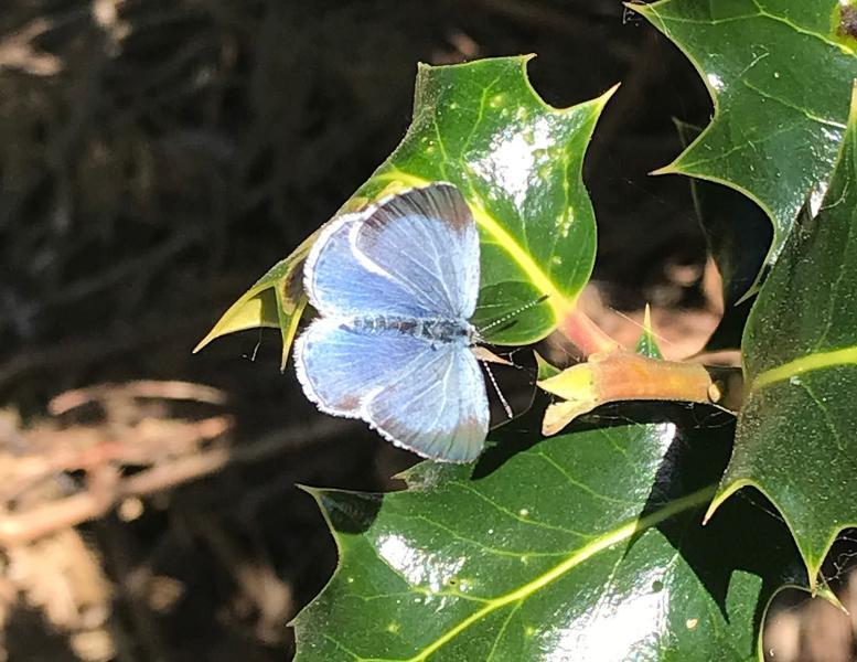 The Holly Blue is on the wing from April until September, although preferring to feed in tree canopies on aphid honeydew.