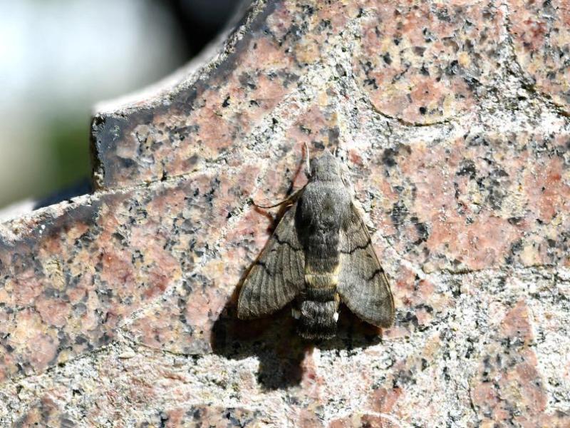 The flight of this moth resembles that of the humming bird as it hovers, and flits rapidly between tubular flowers.