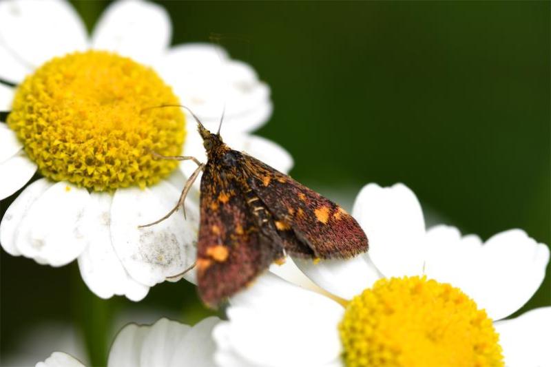 Adult Mint Moths prefer sitting on leaves of Mint, although the one photographed here was resting on an Oxeye Daisy.