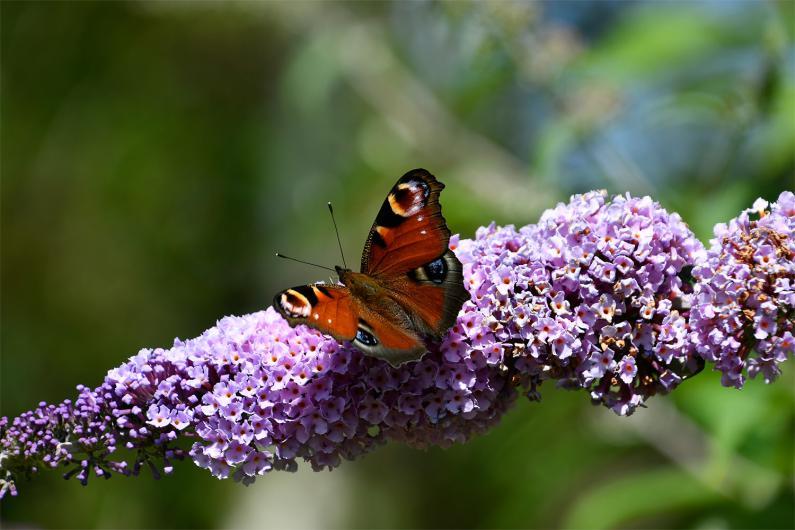 The Peacock hibernates from September onwards and emerges early in the Spring, so may appear at almost any time of the year. 