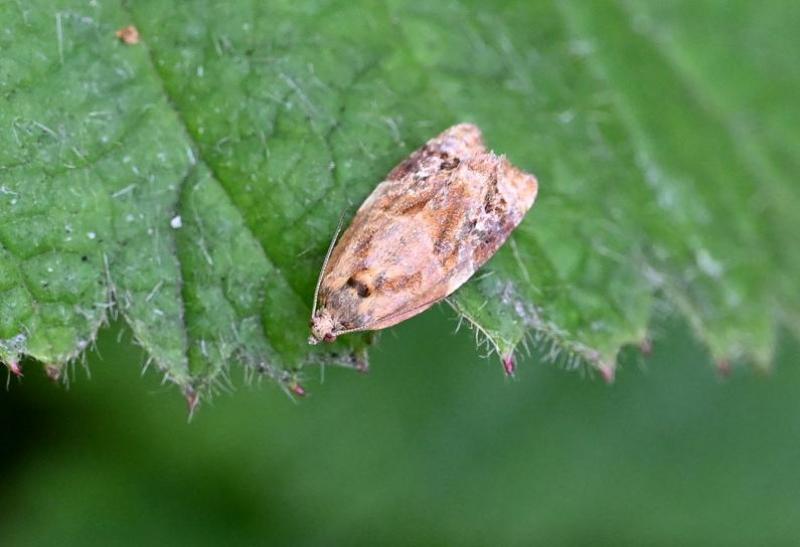 The Red-barred Tortrix has a wingspan of between 12 and 18 millimetres. Larvae pupate in June.