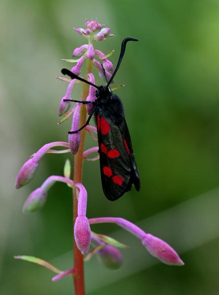The Six-spot Burnet Moth flies from late June until August and overwinters as a larva.
