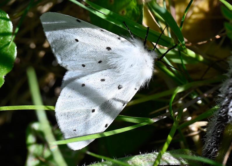 This small, handsome moth is relatively common, flying from May to July.