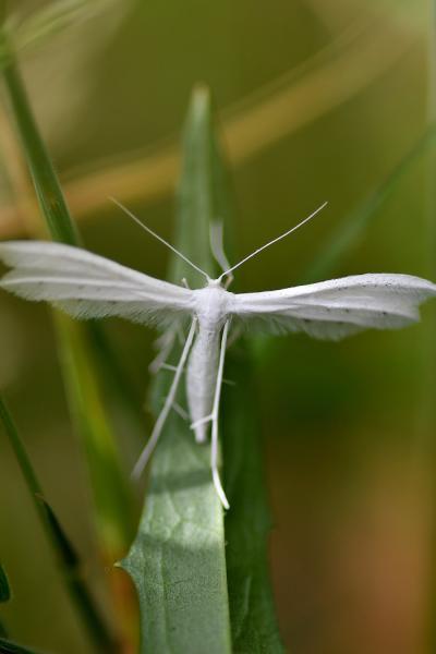 The White Plume Moth has a wingspan of between 25 and 35 millimetres.