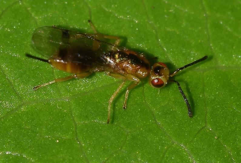 Megastigmus dorsalis, Chalcid wasp, Heene Cemetery, October 2025.