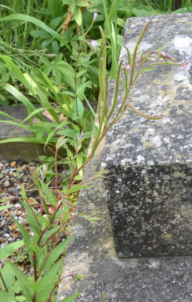 This introduced species has alternate leaves and small pale pink flowers.
