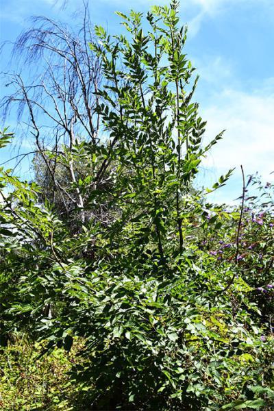 The ash is a native British tree. This individual is a young sapling that we hope will grow to maturity.