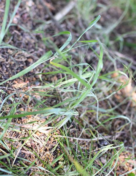 Barren Brome is a grass that flowers from late April onwards.