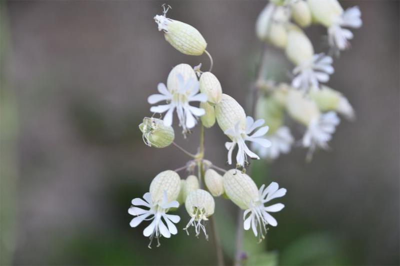 Bladder Campion is a grey and white plant that has wavy-edged white flowers with petals deeply cleft.