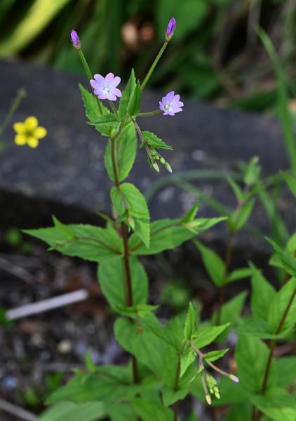 The Broad-leaved Willowherb is a native plant with broad leaves opposite very short stalks.