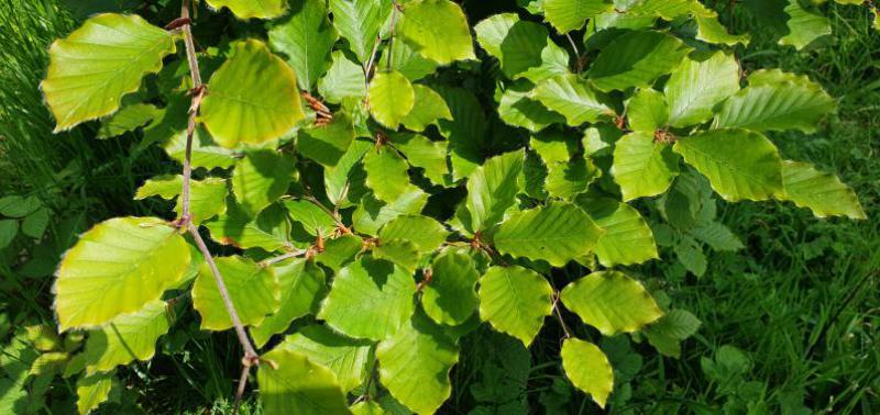 The Common Beech is known in Britain as 'The Queen of Trees', and with good reason.
