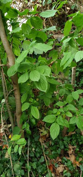Common Dogwood is a small broadleaf shrub that can grow to 4 metres when mature.