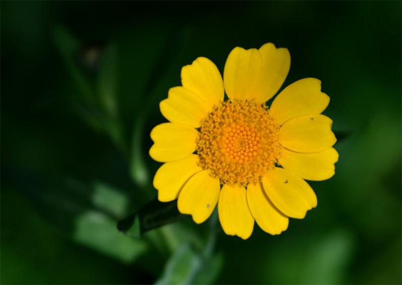 The daisy-like bright yellow flowers of the Corn Marigold appear from June. 