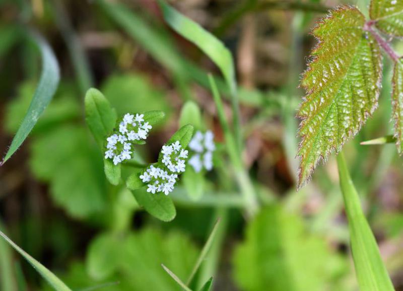 Cornsalads are small annuals with characteristically forked, branching stems.