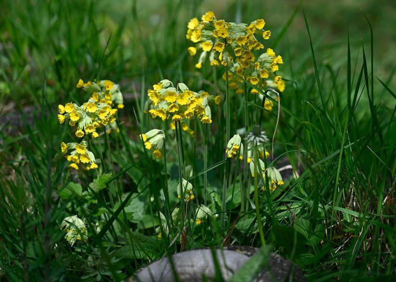 Flowering later than the primrose, the Cowslip is also a useful addition to the early season list of culinary ingredients.