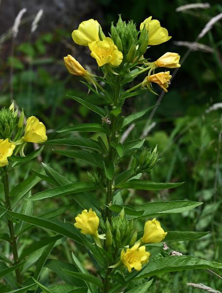 These 4 - 5 centimetre, leafy-spiked, yellow flowers open quickly every evening, hence the name.