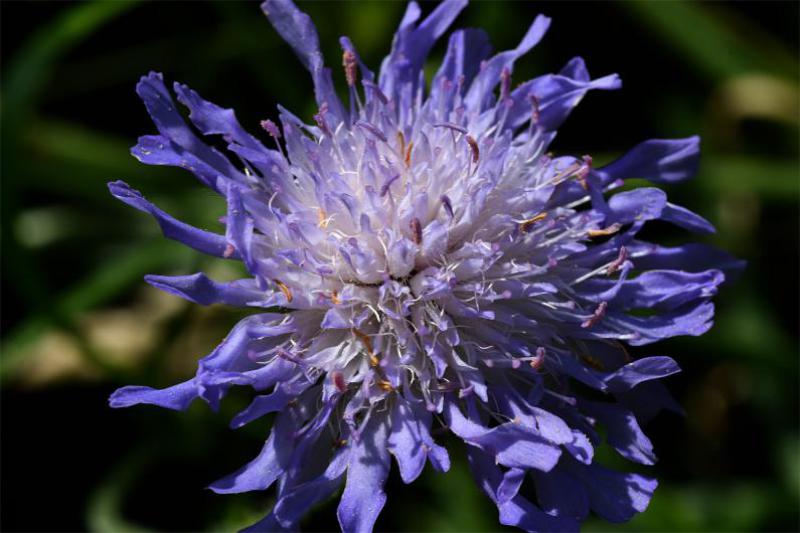 Field Scabious flowers between June and September with a single, dense, lilac-coloured flower head on each tall stem.
