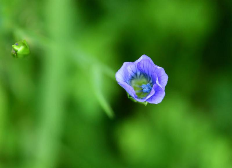 The small blue flowers of Flax appear in June and July.