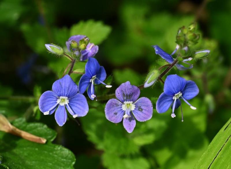 Germander Speedwell photographed in early May 2024.