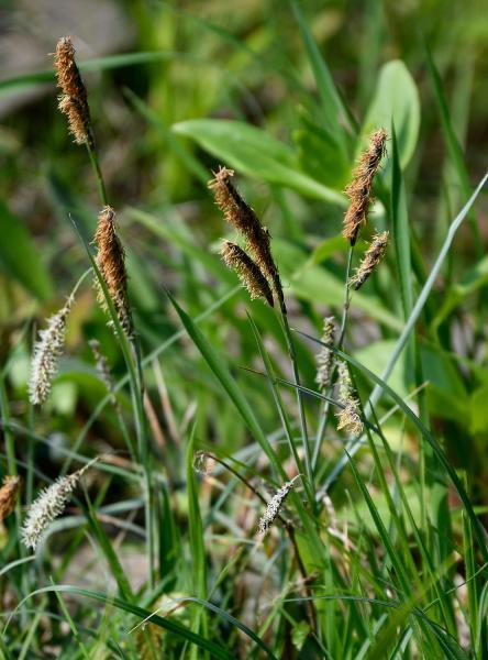 Glaucous Sedge is a creeping sedge that flowers from April. Its grey-green leaves are glaucous beneath.