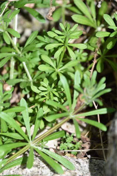 Cleavers or Goosegrass is one of our most irrepressible native plants whose tiny white flowers appear in May.