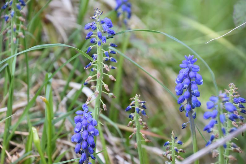 The familiar Garden Grape Hyacinth is a garden cultivar that flowers from March.