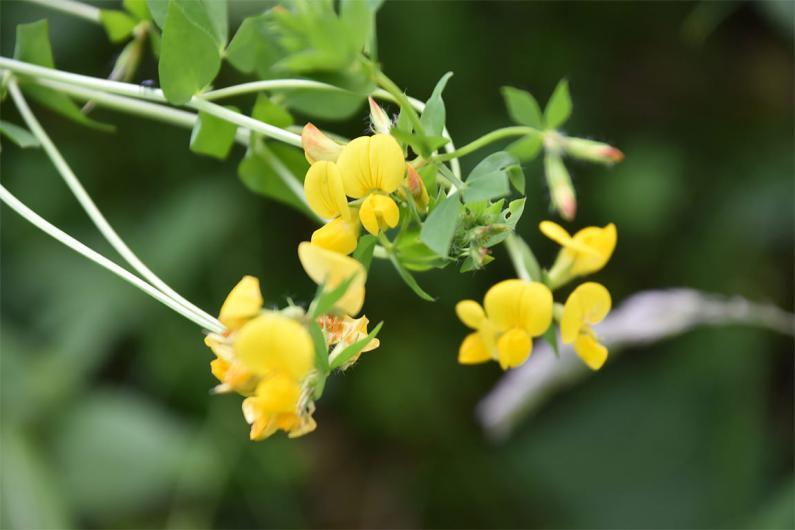 Greater Bird's-foot-trefoil is larger and more erect than the Common Bird's-foot-trefoil species.