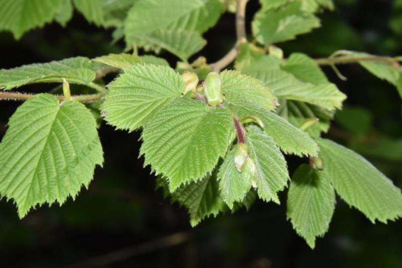 The catkins of the male Hazel flowers appear in January, along with the bud-like female bright red styles.