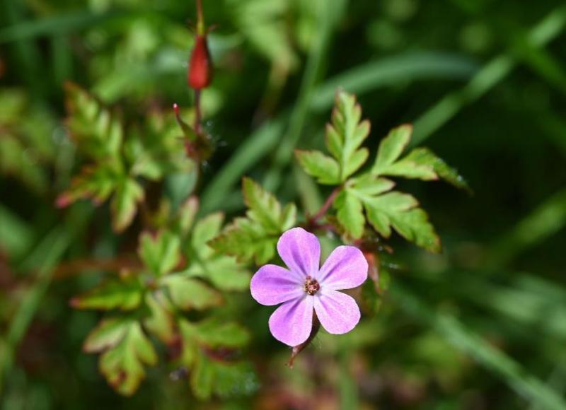 Herb Robert is a plant that belongs to the Geranium family.