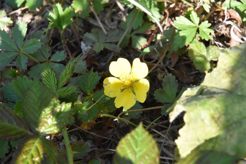 The introduced Indian Strawberry has yellow flowers and a dry strawberry-like fruit that is not worth eating.
