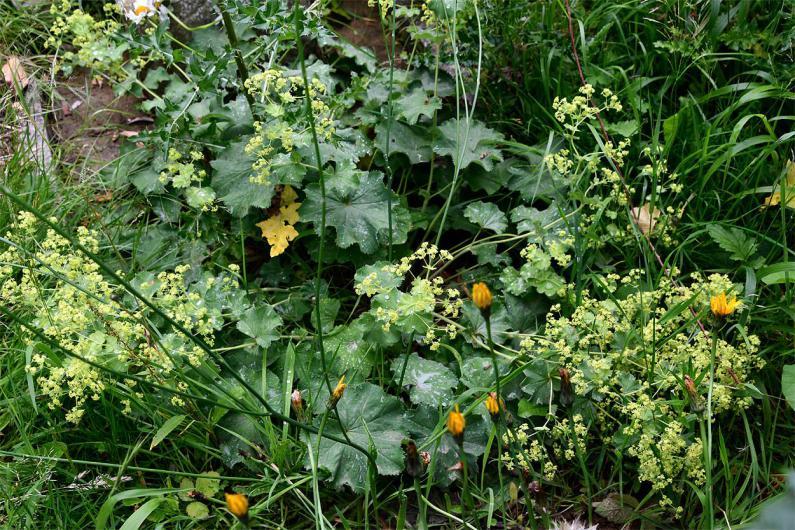 Lady's Mantle has alternate leaves and a profusion of very small 5-petalled flowers.