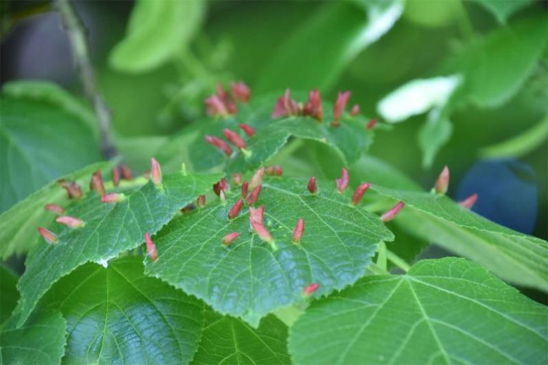 Nail galls caused by Eriophyes tiliae mites on the leaves of Large-leaved Lime trees.