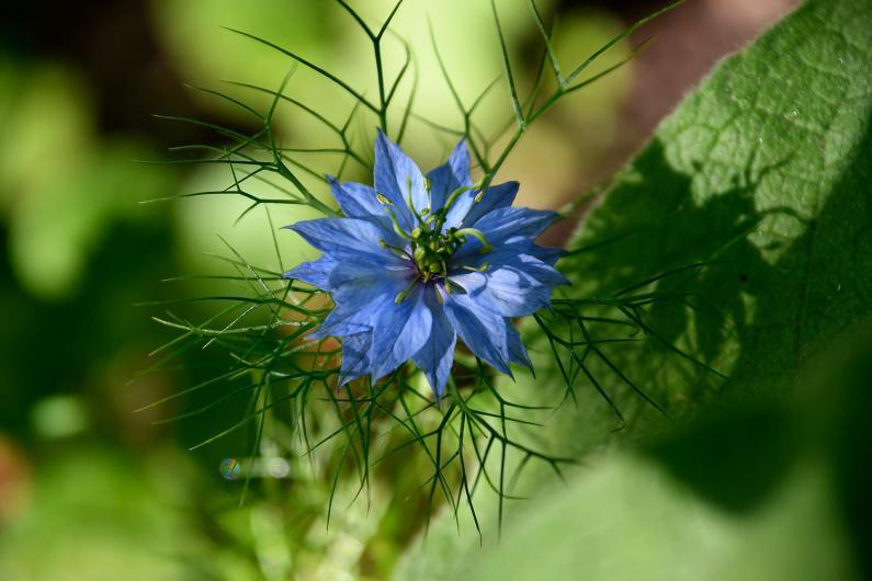 Love-in-a-mist flowers both white and blue, more commonly the latter.