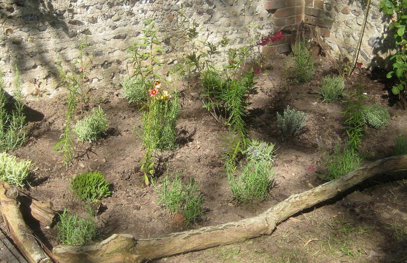 Lavender augustifolia 'Aramatico Blue', Heene Cemetery Memorial Garden planting, October 2025.', Heene Cemetery Memorial Garden planting, October 2025.
