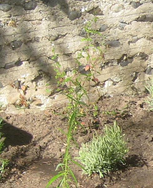 Memorial Garden planting, Salvia 'Hot Lips'