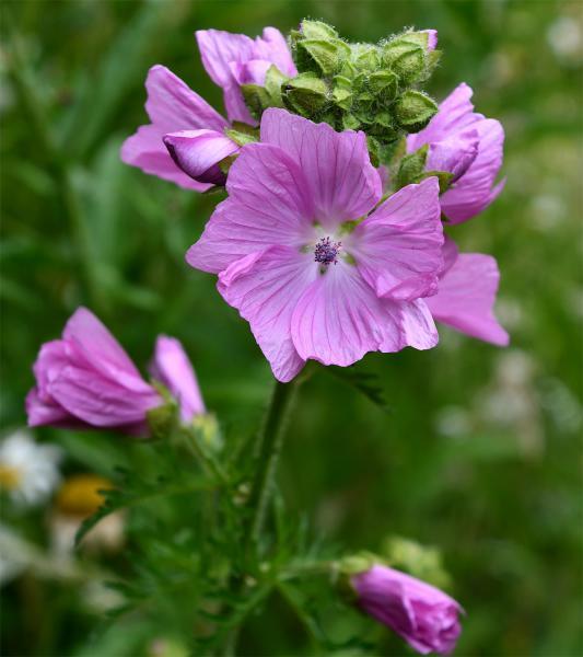The Musk Mallow has purple stem hairs, and leaves deeply and narrowly cut. The rose-pink flowers appear in July.