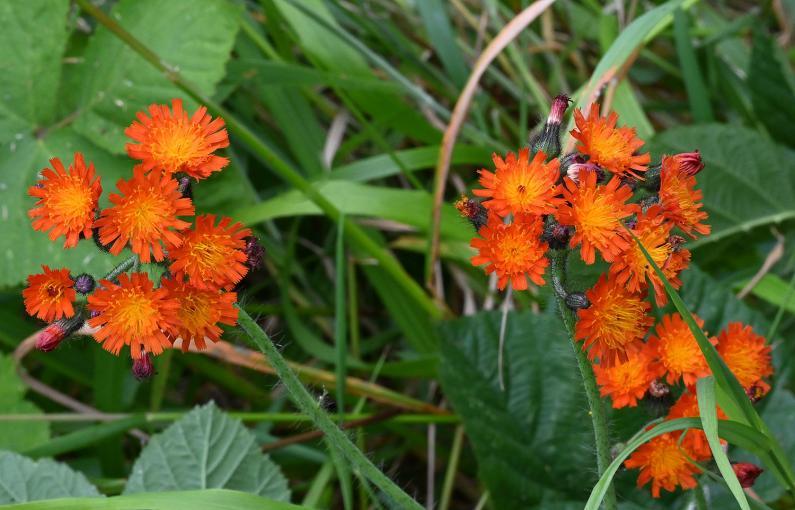 Orange Hawkweed gives off a honey-like odour in the sunshine. Hawkweed extracts are used to treat lung disorders and asthma.