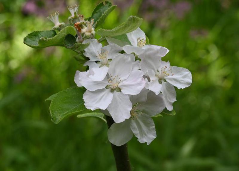 The Peasgood's Nonsuch apple variety is a dessert and cooking cultivar developed in 1858.
