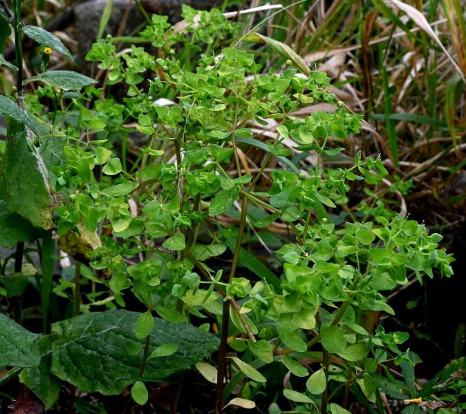 Petty Spurge is an annual that flowers between April and October. It is common throughout England and Wales.