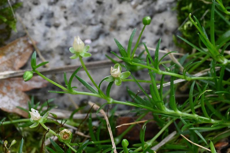 Procumbent Pearlwort (also Matted Pearlwort or Birdeye Pearlwort) is a low-growing, perennial plant with a spreading habit.