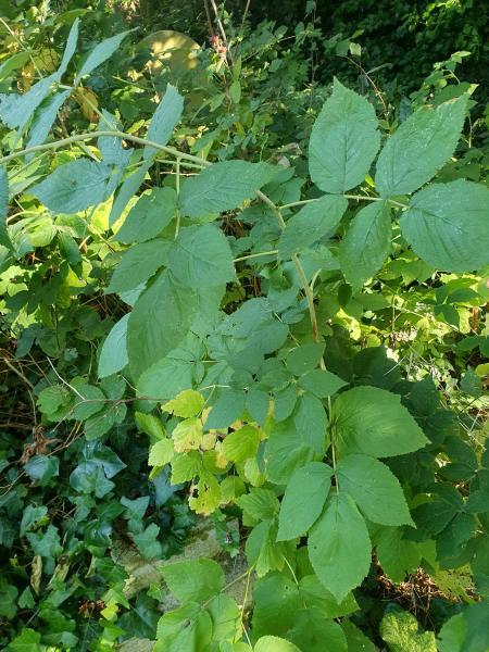Raspberry plants are usually perennials which give biennial stems or 'canes'.